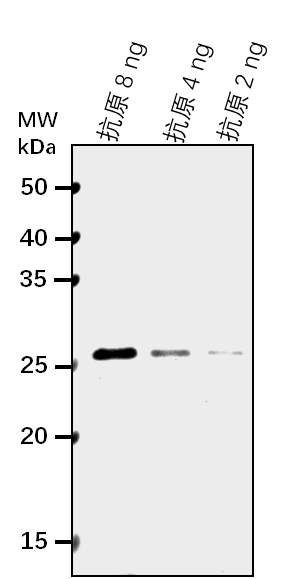 Anti-GT-3B/ Trihelix transcription factor GT-3b