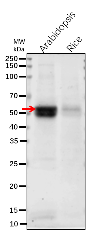Anti-CAT3 / Catalase-3 Rabbit Antibody