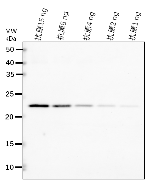 Anti-JOX4/ Jasmonate-induced oxygenase 4