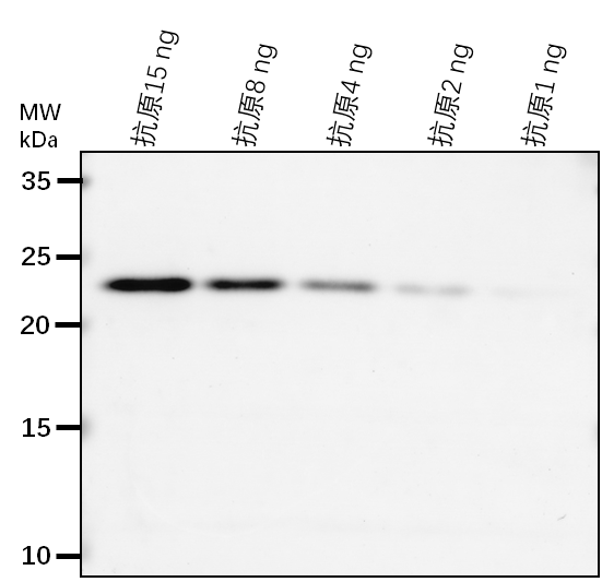 Anti-JOX3/ Jasmonate-induced oxygenase 3