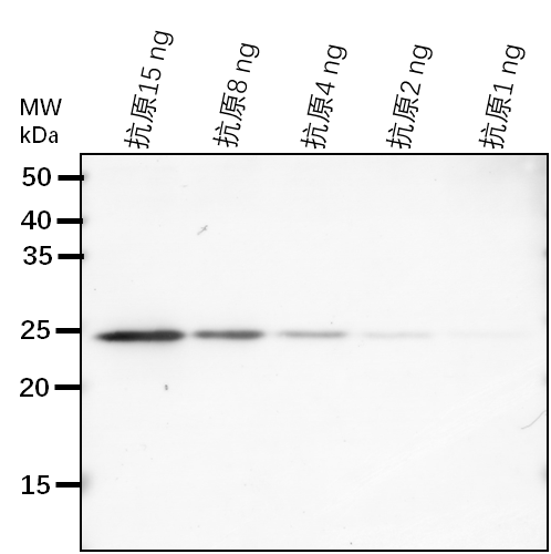 Anti-JOX2/ Jasmonate-induced oxygenase 2