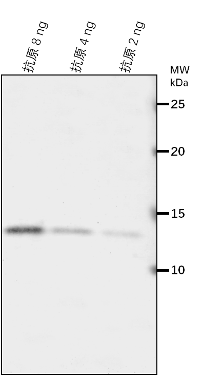 Anti-ISS1/VAS1/ Aromatic aminotransferase ISS1