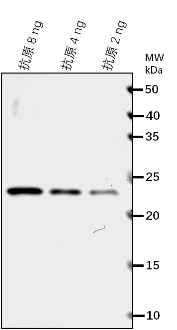 Anti-APA1/ Aspartic proteinase A1
