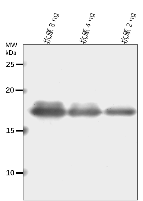Anti-ACHT4/ Thioredoxin-like 1-1, chloroplastic