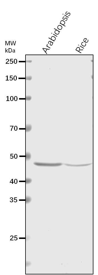 Anti-RPT5A/ 26S proteasome regulatory subunit 6A homolog A