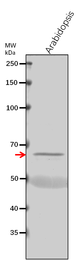 Anti-ERF-3/ Polypeptide release factor 3
