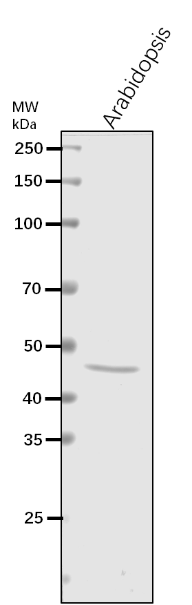 Anti-HCF109/ Peptide chain release factor PrfB1, chloroplast