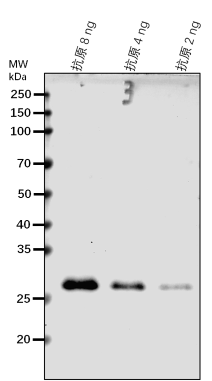 Anti-DOF4.6/ Dof zinc finger protein DOF4.6