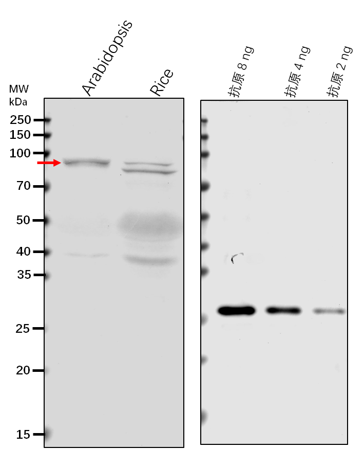 Anti-CLPD/ Chaperone protein ClpD, chloroplastic