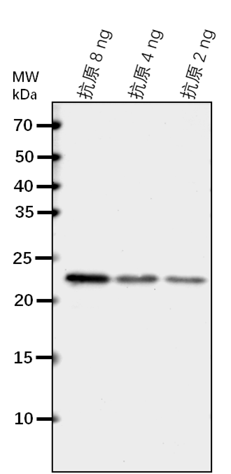Anti-FLU/ Tetratricopeptide repeat (TPR)-like superfamily