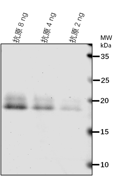 Anti-PIN1/ Auxin efflux carrier component 1