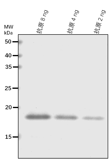 Anti-PIF5/ Transcription factor PIF5