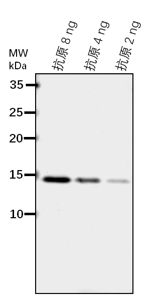 Anti-ARF2-A/ ADP-ribosylation factor 2-A