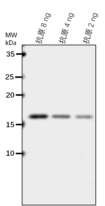 Anti-AHB2/ Non-symbiotic hemoglobin 2