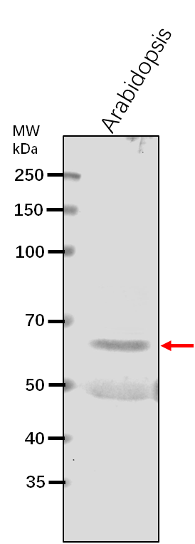 Anti-NOA1/ NO-associated protein 1, chloroplastic/mitochondr