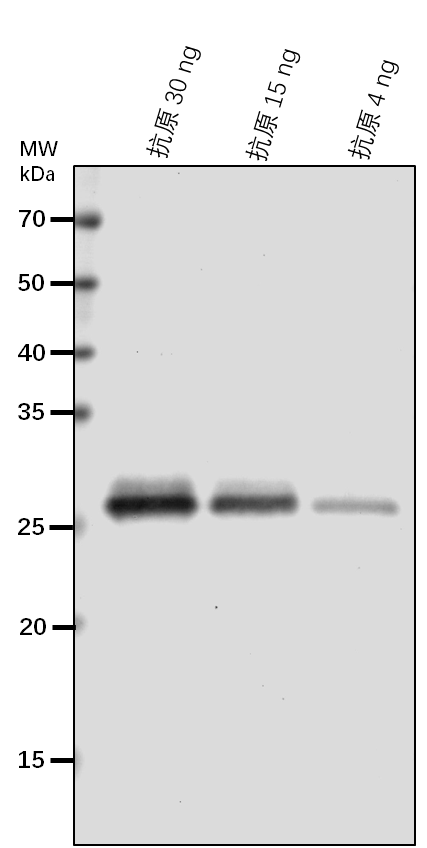 Anti-SLR1/ DELLA protein SLR1