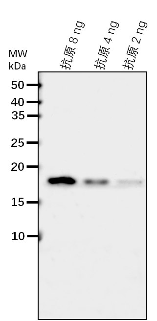 Anti-AHB1/ Non-symbiotic hemoglobin 1