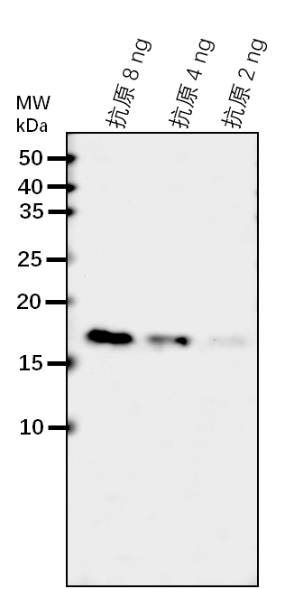 Anti-ABP1/ Auxin-binding protein 1