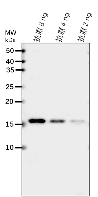 Anti-ABF3/ ABSCISIC ACID-INSENSITIVE 5-like protein 6