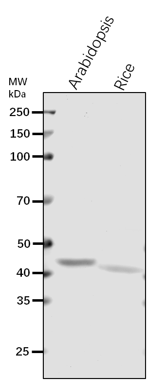 Anti-ADH1/ Alcohol dehydrogenase class-P