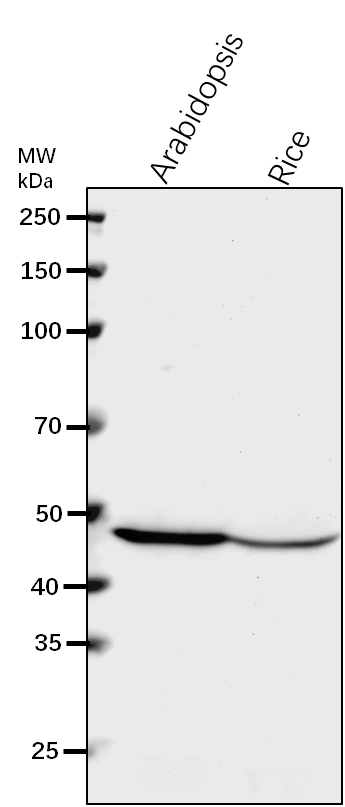 Anti-APS1/ ADP-glucose synthase