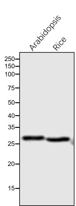 Anti-PsbD/ D2 subunit of Photosystem II rabbit antibody