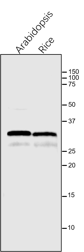 Anti-PsbA/ D1 subunit of Photosystem II rabbit antibody