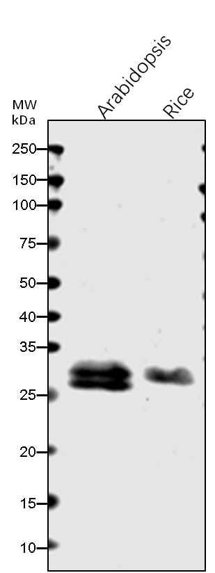 Anti-GRF6/ 14-3-3-like protein GF14 lambda