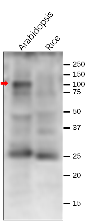 Anti-AGO1/Protein argonaute 1 rabbit antibody