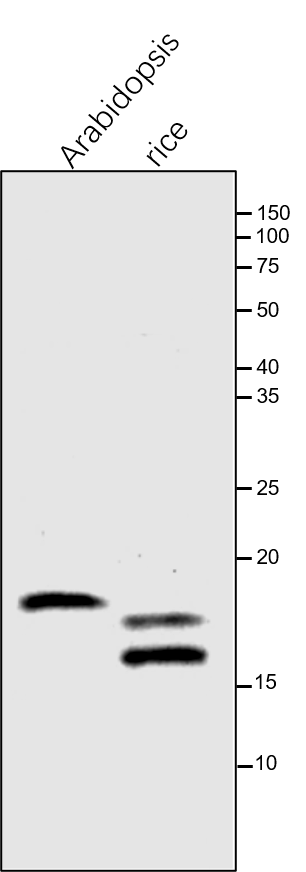 Anti-FKBP16-3 / Peptidyl-prolyl cis-trans isomerase FKBP16-3