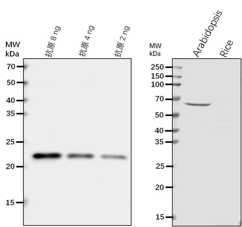 Anti-SYT1/SYTA/ Synaptotagmin-1