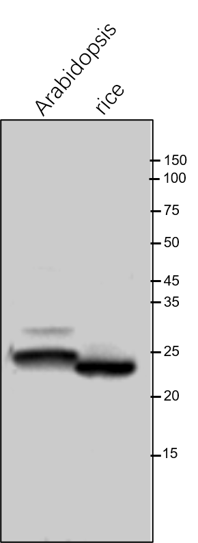 Anti-Lhcb2/ Chlorophyll a-b binding protein 2.1 antibody
