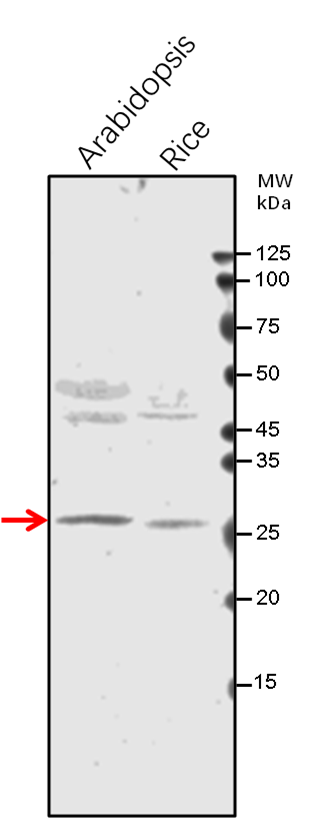Anti-GAMMA CA1/ Gamma carbonic anhydrase 1，mitochondrial