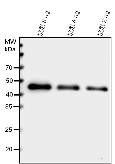 Anti-MYC2/ Transcription factor MYC2