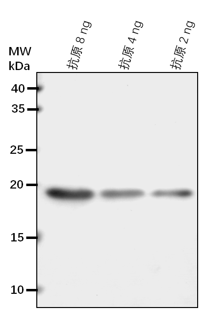Anti-FdC2/ Ferredoxin C 2, chloroplastic