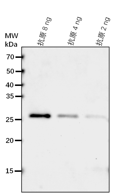 Anti-BGLU18/ Beta-D-glucopyranosyl abscisate beta-glucosidas