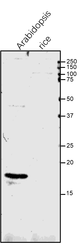 Anti-CYP20-3 / Peptidyl-prolyl cis-trans isomerase CYP20-3
