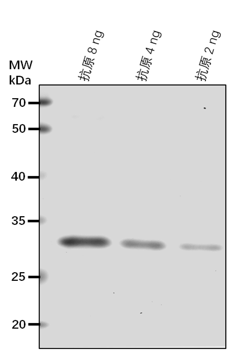 Anti-TGA2/ Transcription factor TGA2
