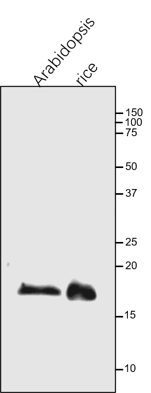 Anti-PetC / Rieske iron-sulfur protein of Cyt b6/f complex