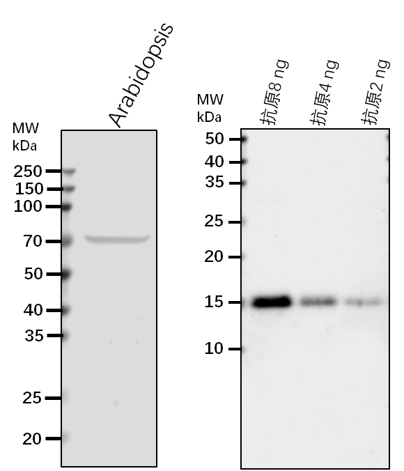 Anti-FPGS2/ Folylpolyglutamate synthase