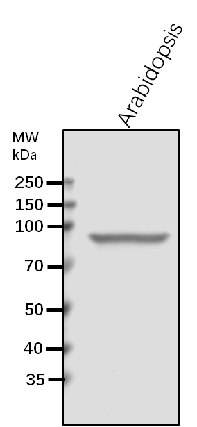 Anti-SCO1/ Elongation factor G, chloroplastic