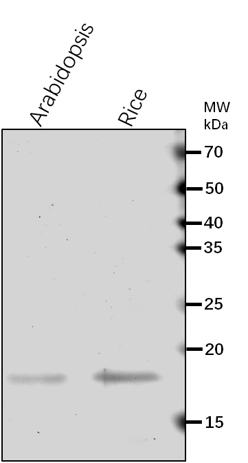 Anti-HTB1/ Histone H2B.1