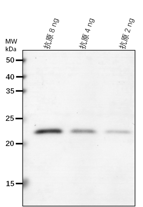 Anti-HEMD/ Uroporphyrinogen-III synthase, chloroplastic
