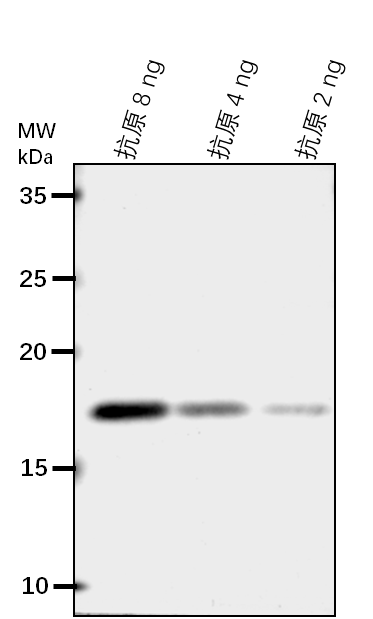 Anti-SHL/ Chromatin remodeling protein SHL