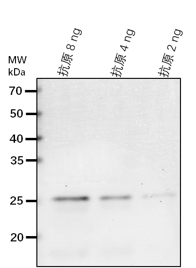 Anti-EXO1/ Exonuclease 1