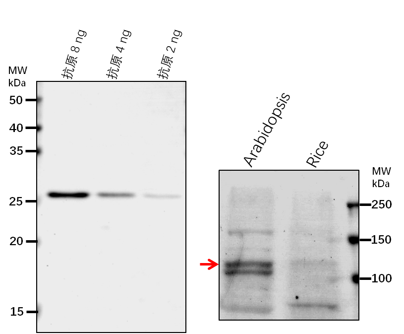 Anti-DDB1A/ DNA damage-binding protein 1a