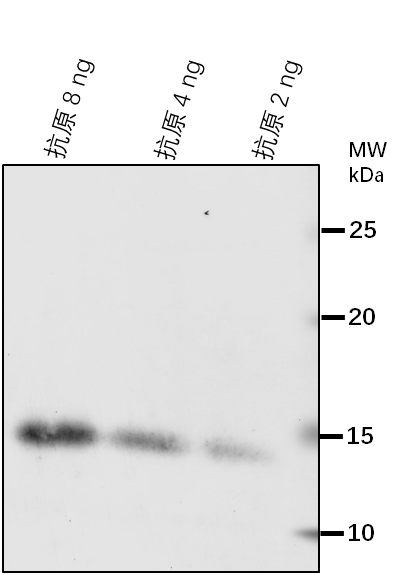 Anti-COR15A/ Protein COLD-REGULATED 15A, chloroplastic