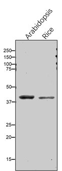 Anti-NdhH / NAD(P)H-quinone oxidoreductase subunit H