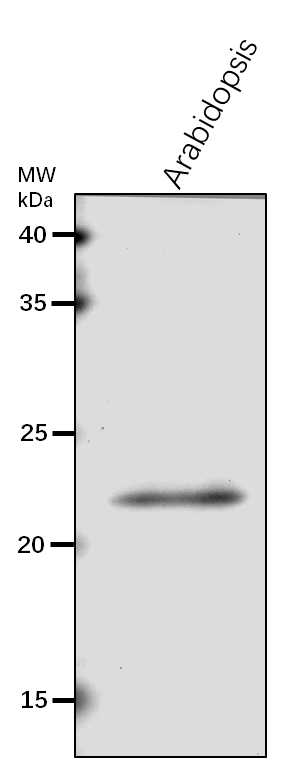 Anti-RPS4/ 30S ribosomal protein S4, chloroplastic