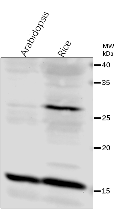 Anti-PetD/ Cytochrome b6-f complex subunit 4